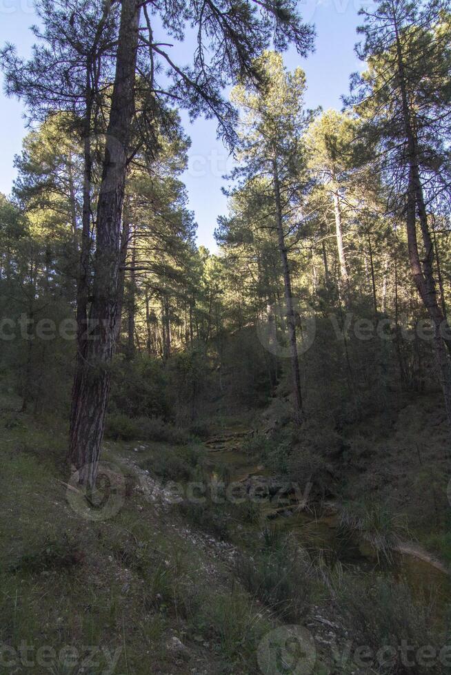 paesaggi e sentieri di il bellissimo natura di il sierra de cazorla, jaen, Spagna. natura vacanza concetto. foto