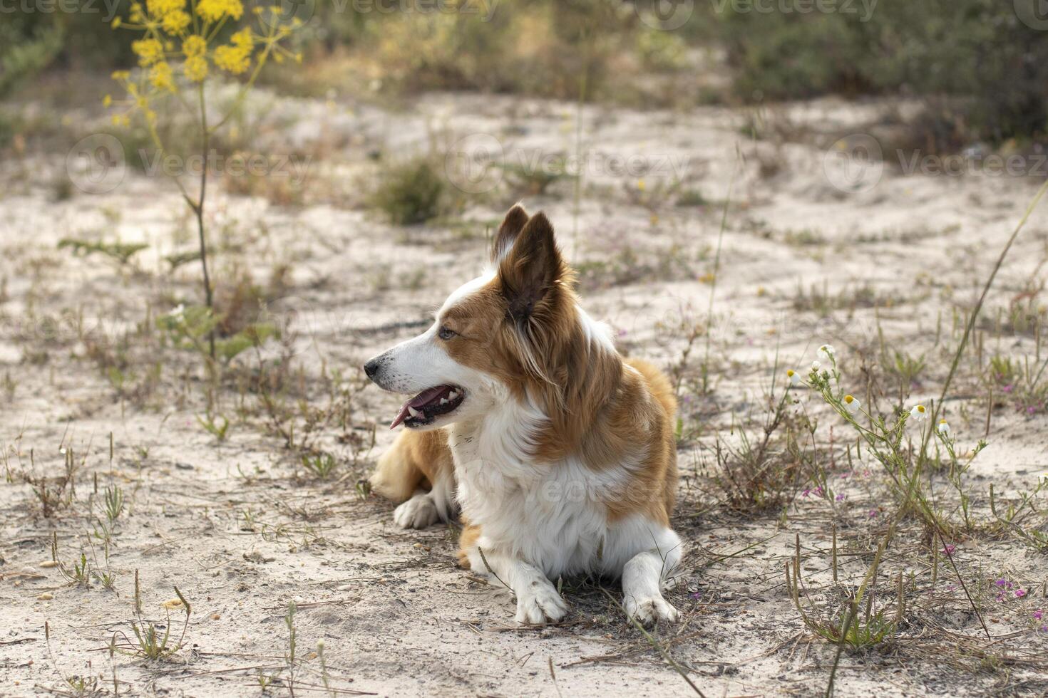 il maggior parte bellissimo cane nel il mondo. sorridente affascinante adorabile zibellino Marrone e bianca confine collie , all'aperto ritratto con pino foresta sfondo. considerato il maggior parte intelligente cane. foto