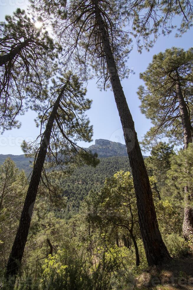 paesaggi e sentieri di il bellissimo natura di il sierra de cazorla, jaen, Spagna. natura vacanza concetto. foto