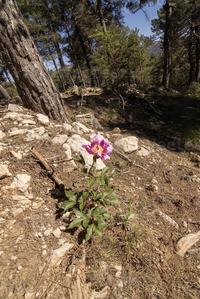 bella fucsia selvaggio fiore nel il bellissimo natura di il sierra de cazorla, jaen, Spagna. foto