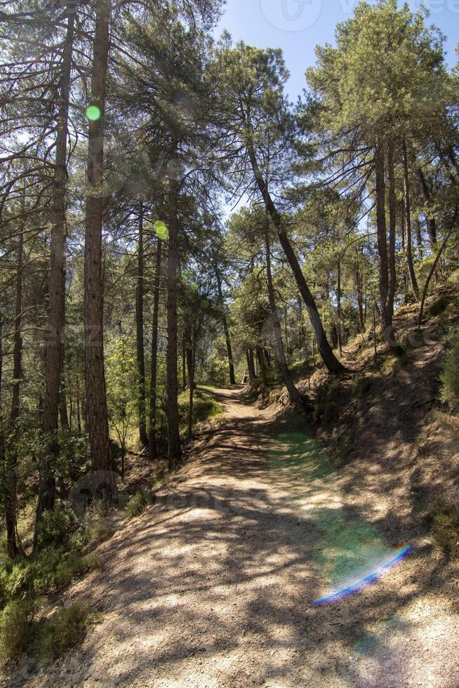 paesaggi e sentieri di il bellissimo natura di il sierra de cazorla, jaen, Spagna. natura vacanza concetto. foto