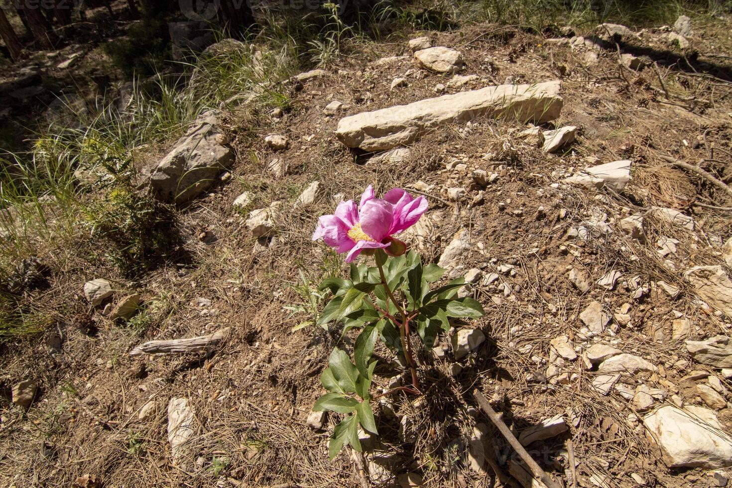 bella fucsia selvaggio fiore nel il bellissimo natura di il sierra de cazorla, jaen, Spagna. foto