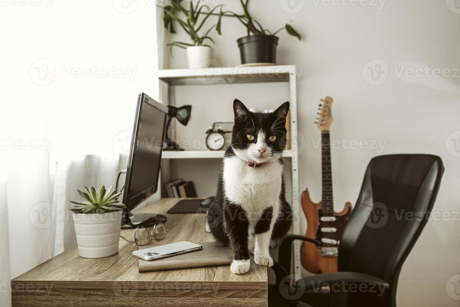 scrivania da passeggio per gatti vista frontale all'interno foto