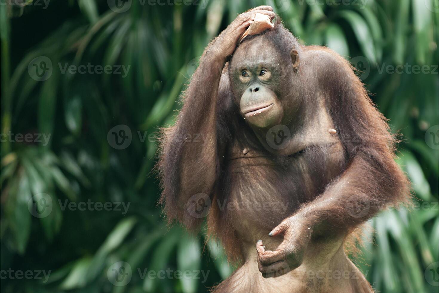 orang utan o pongo pygmaeus foto