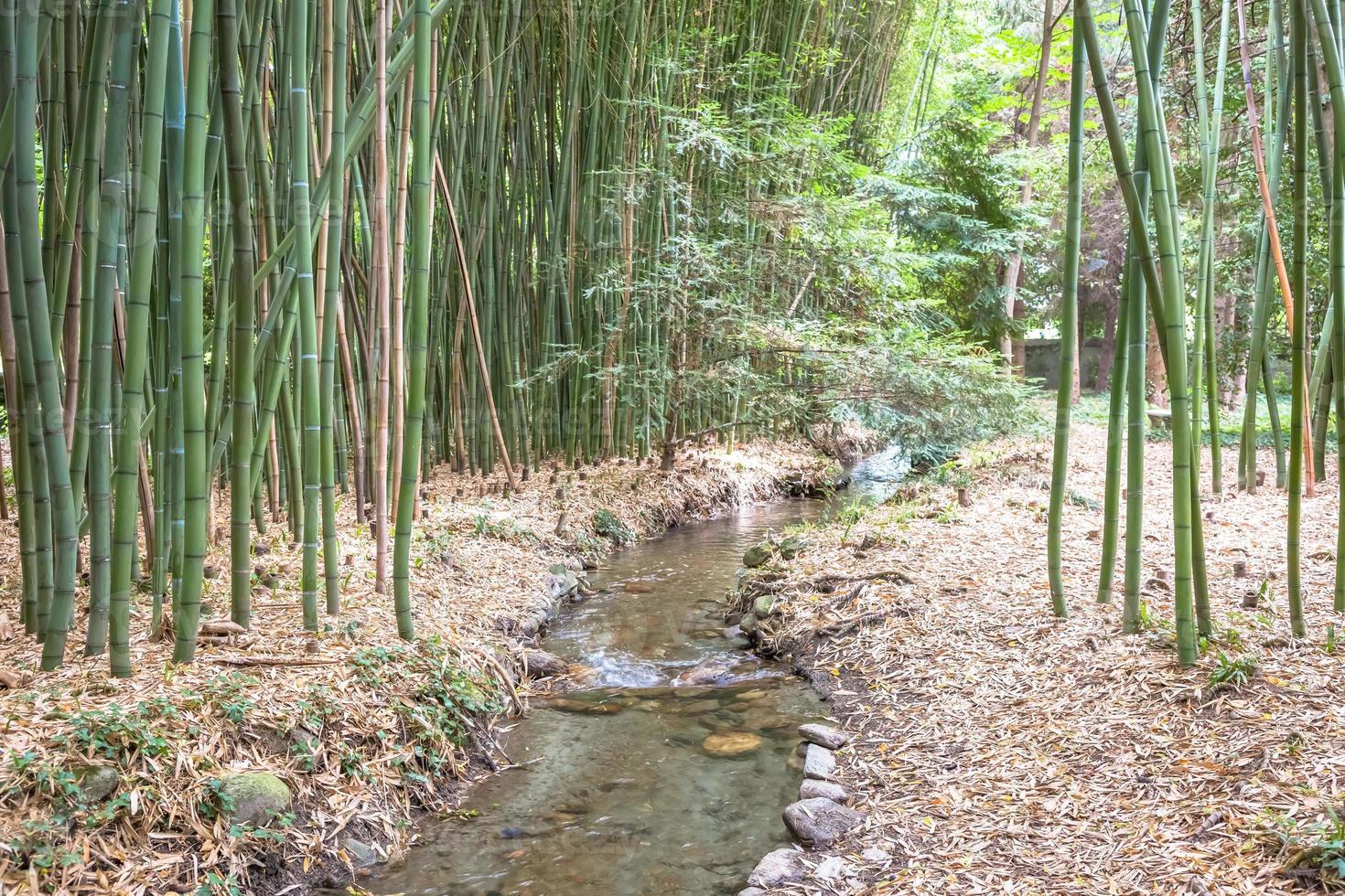 giardino botanico di bambù. concetto di zen, ambiente e vita verde. foto
