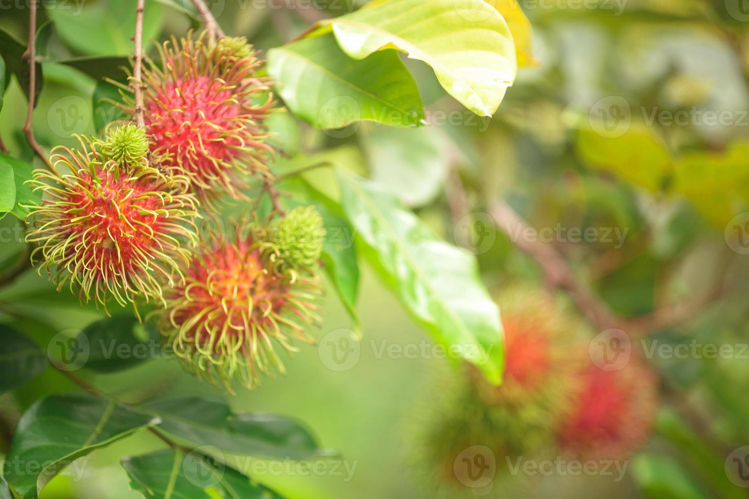 fattoria di rambutan, frutti di rambutan sull'albero foto