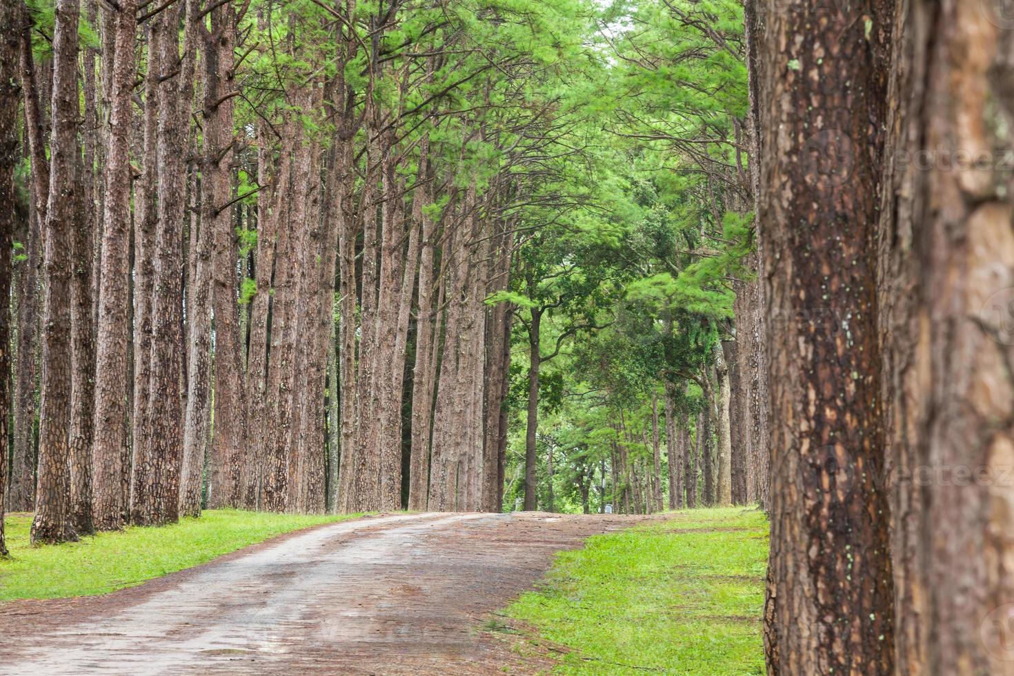 bellissimo paesaggio di pino sulla foresta tropicale al mattino foto