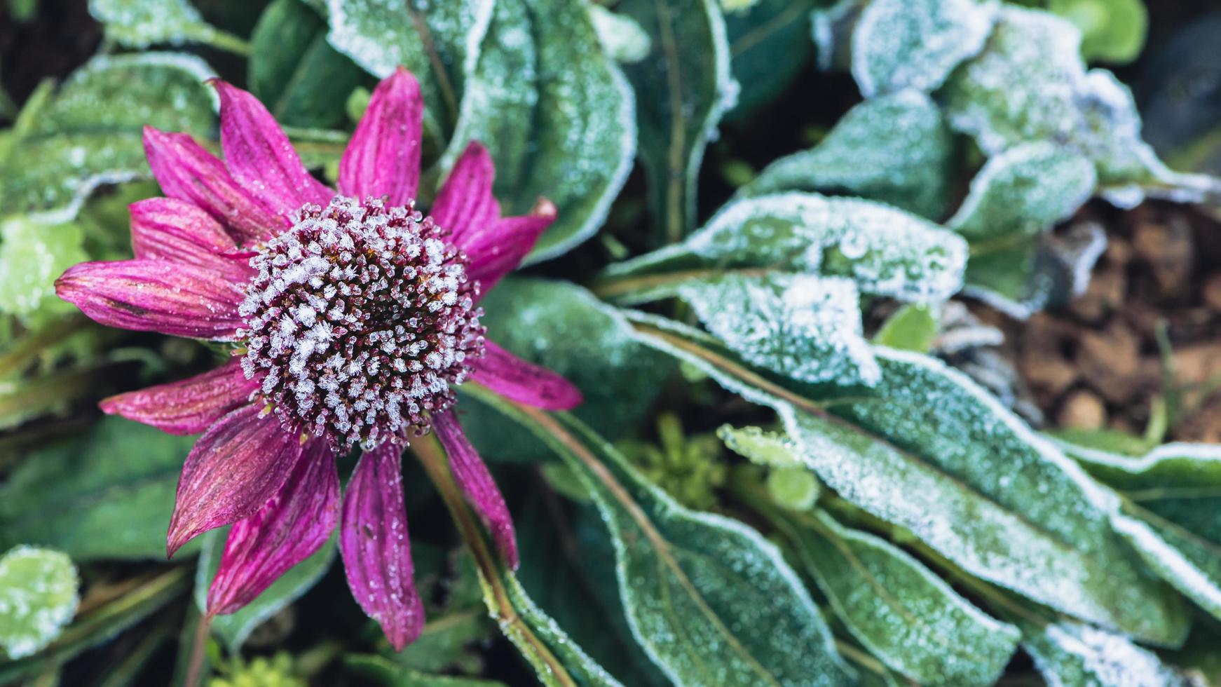 sfondo fiore osteospermum. fiori viola. il gelo è sulle foglie e sui fiori. foto