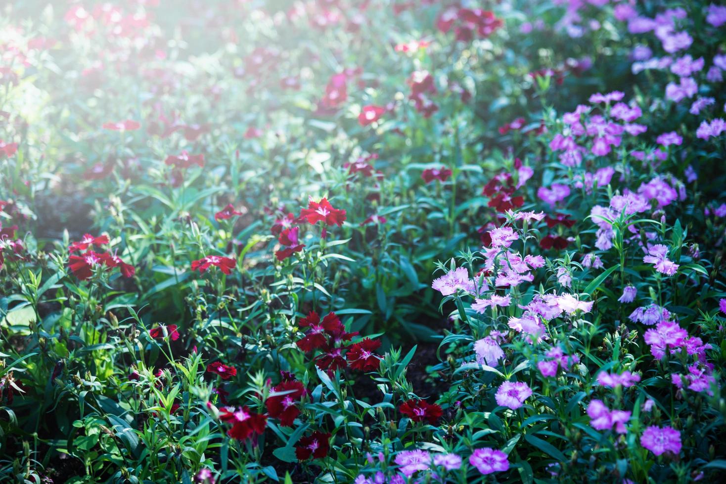 bellissimi fiori di dianthus che sbocciano al mattino. fiore d'inverno foto