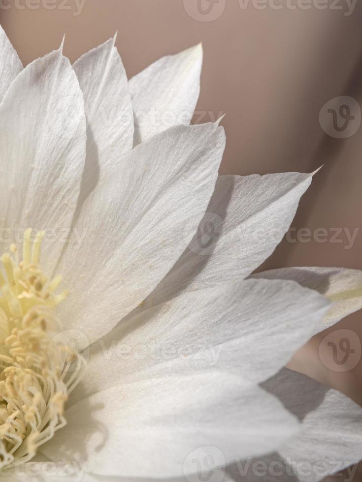 colore bianco fragile petalo di fiore di cactus echinopsis foto