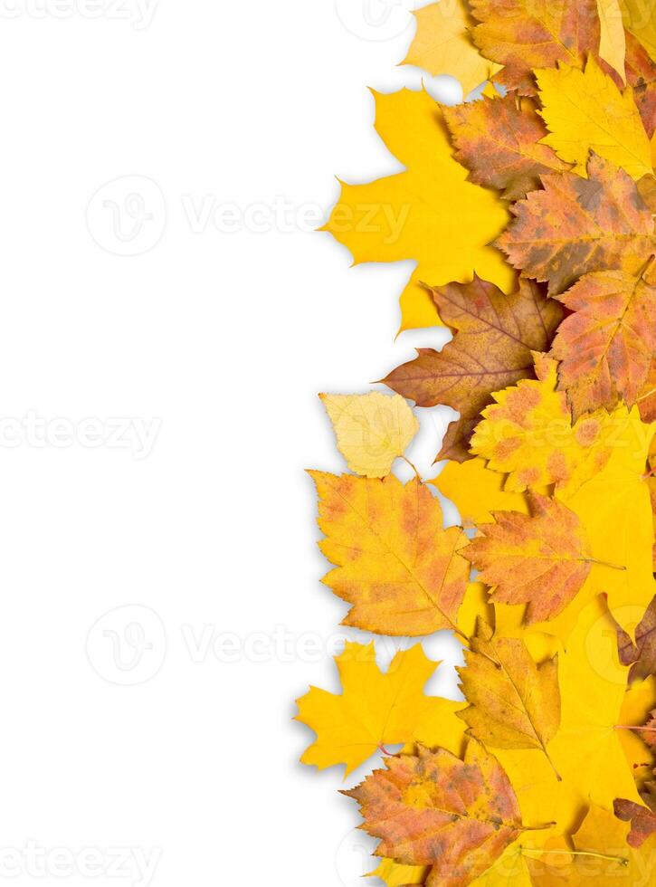colorato autunno le foglie isolato foto