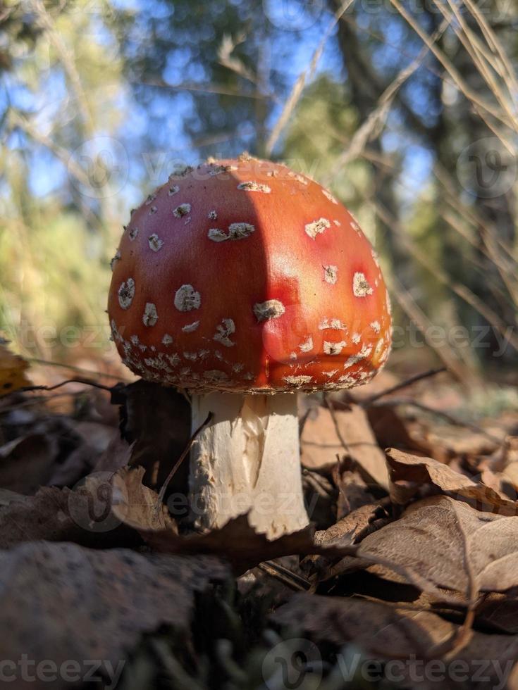 fungo rosso e bianco su foglie secche marroni foto