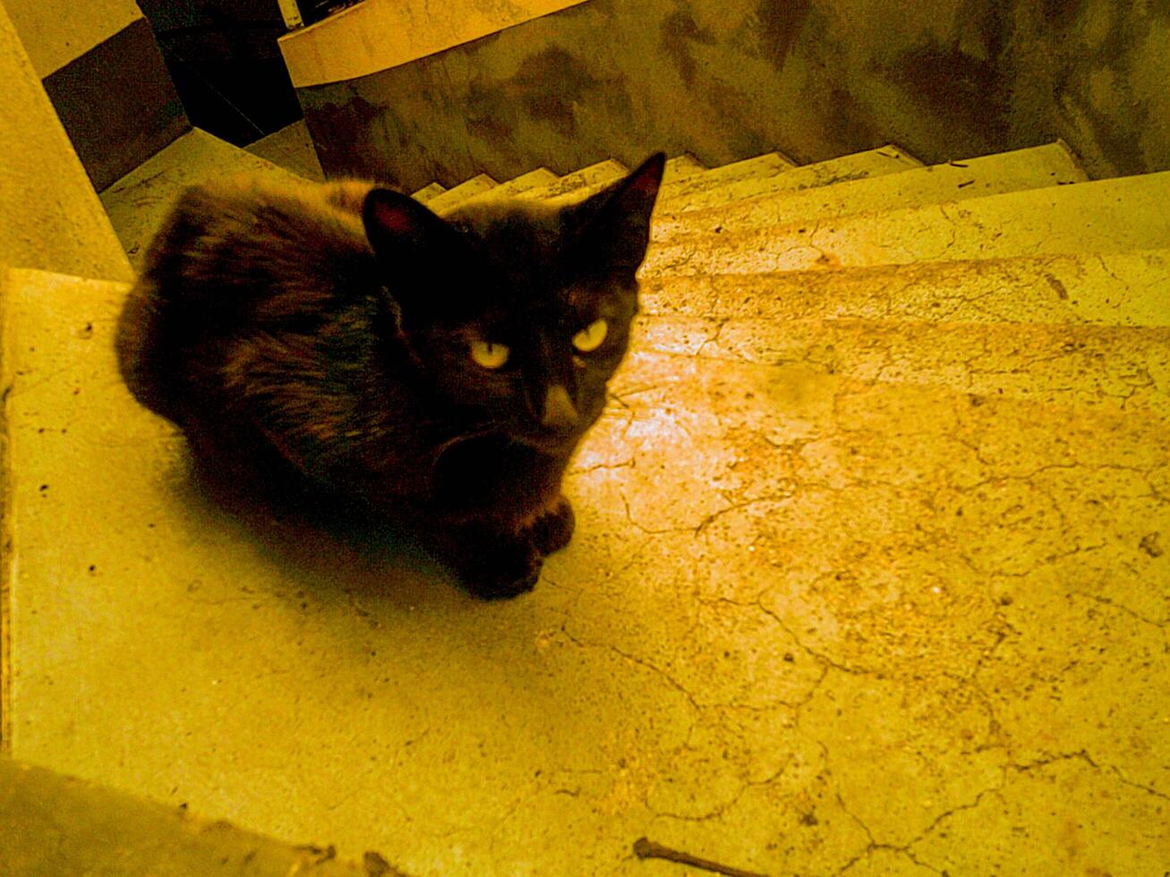 arrabbiato gatto Vintage ▾, Madera isola foto