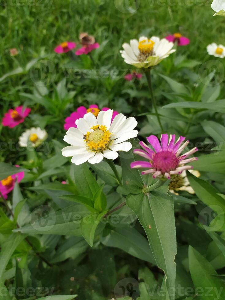 un' gruppo di bianca e rosa fiori nel un' campo foto