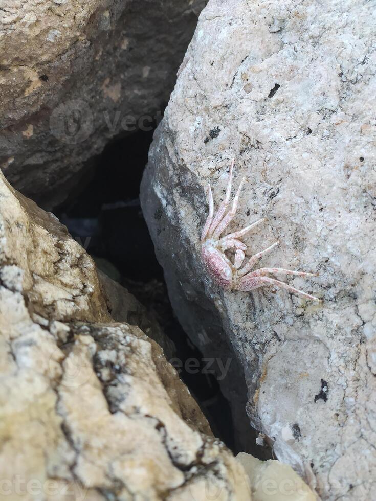 un' morto Granchio su un' roccia nel il spiaggia foto