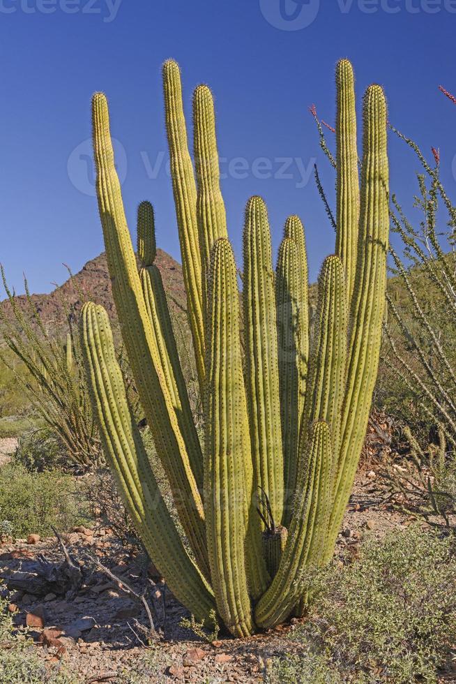 cactus a canne d'organo nel deserto foto