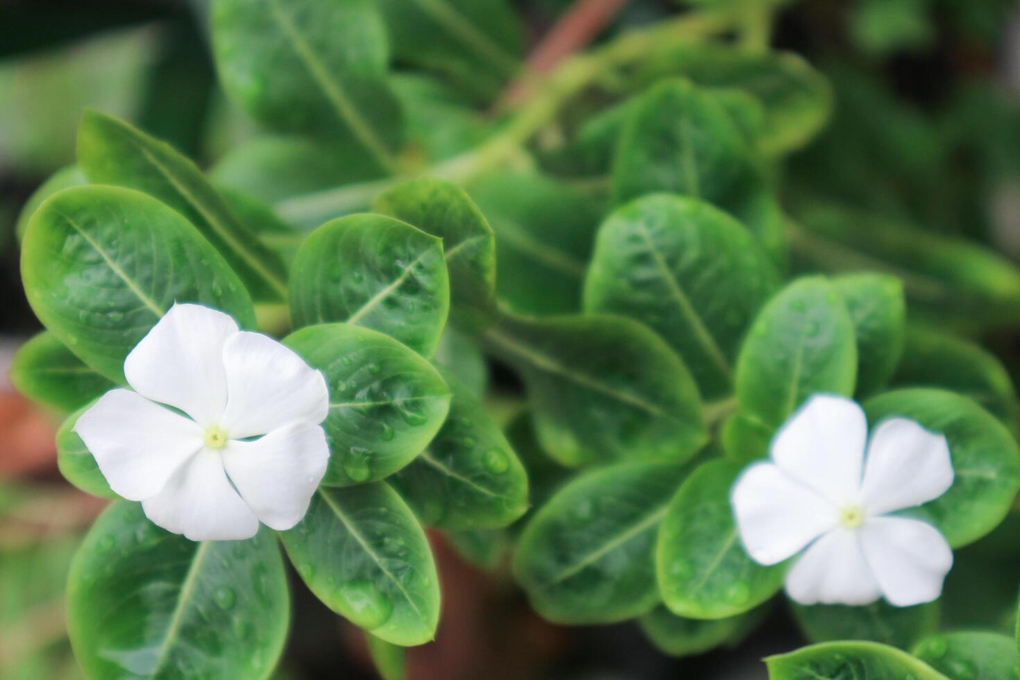 bellissimo rosa catharanthus roseo. è anche conosciuto come capo pervinca, cimitero pianta, vecchio domestica, annuale vinca multiflora, apocynaceae fioritura impianti, medicinale erba. foto