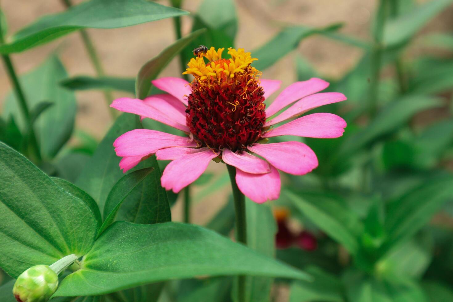 rosa fiore di peruviano zinnia , selvaggio zinnia pianta o zinnia peruviano, membro di il Asteraceae famiglia foto