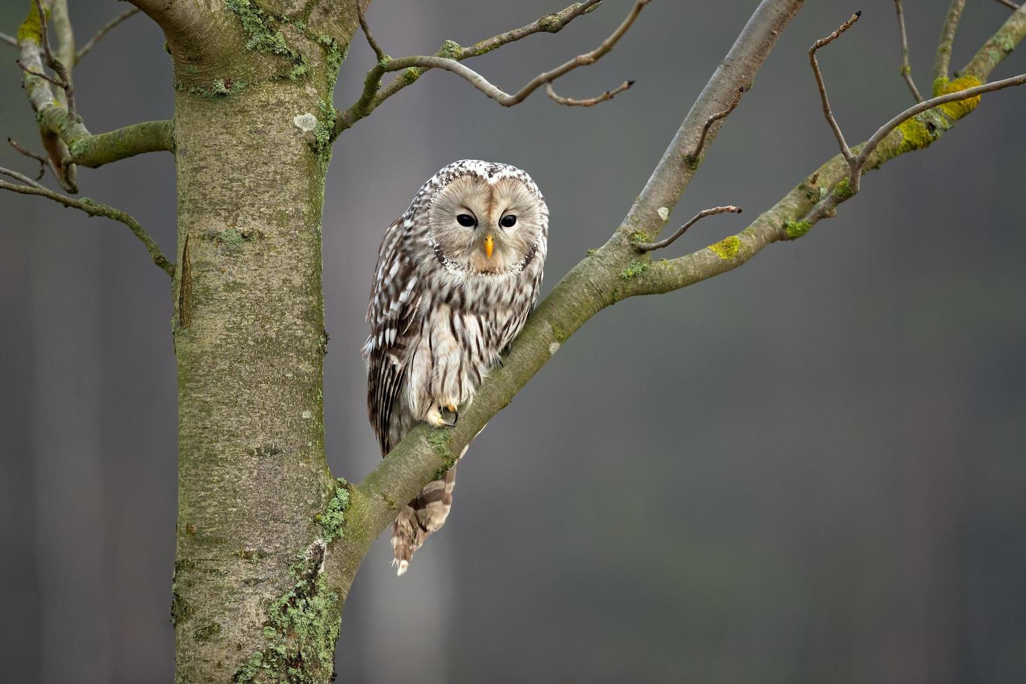 gufo ural, uralensis strix foto