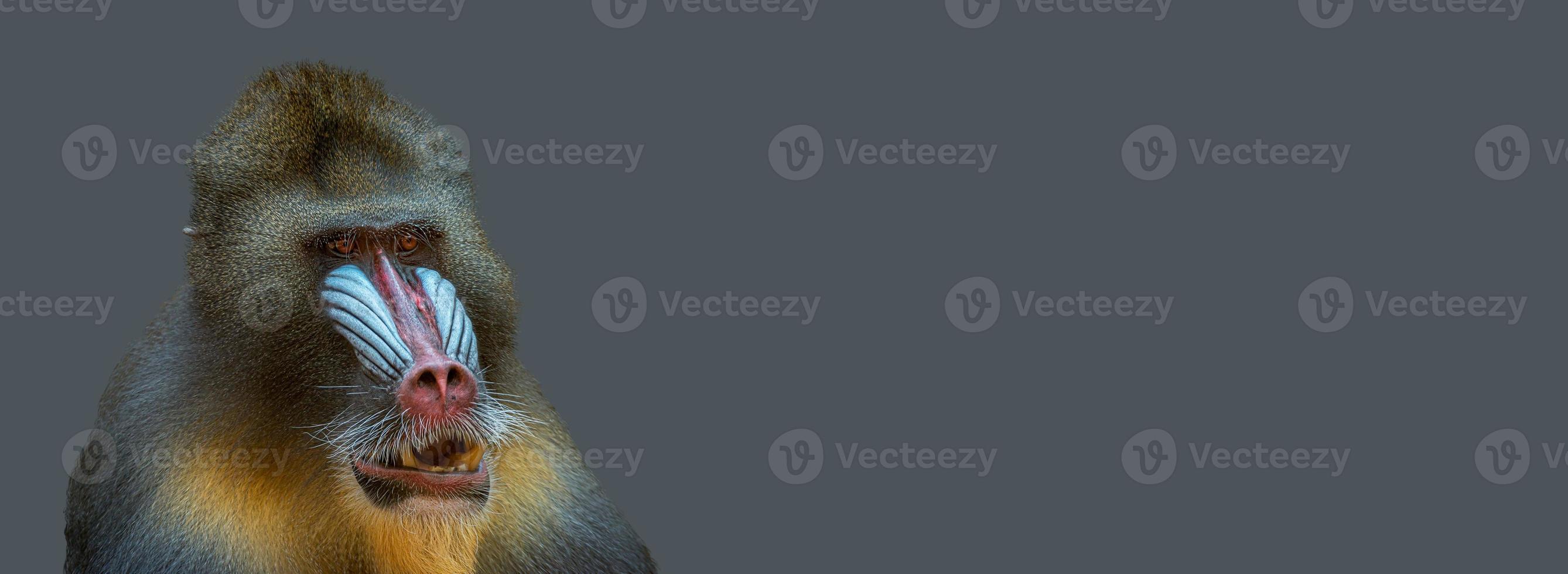 banner con il ritratto di un maschio alfa maturo di mandrillo africano colorato a sfondo grigio solido con spazio di copia. concetto di diversità animale, cura e conservazione della fauna selvatica. foto