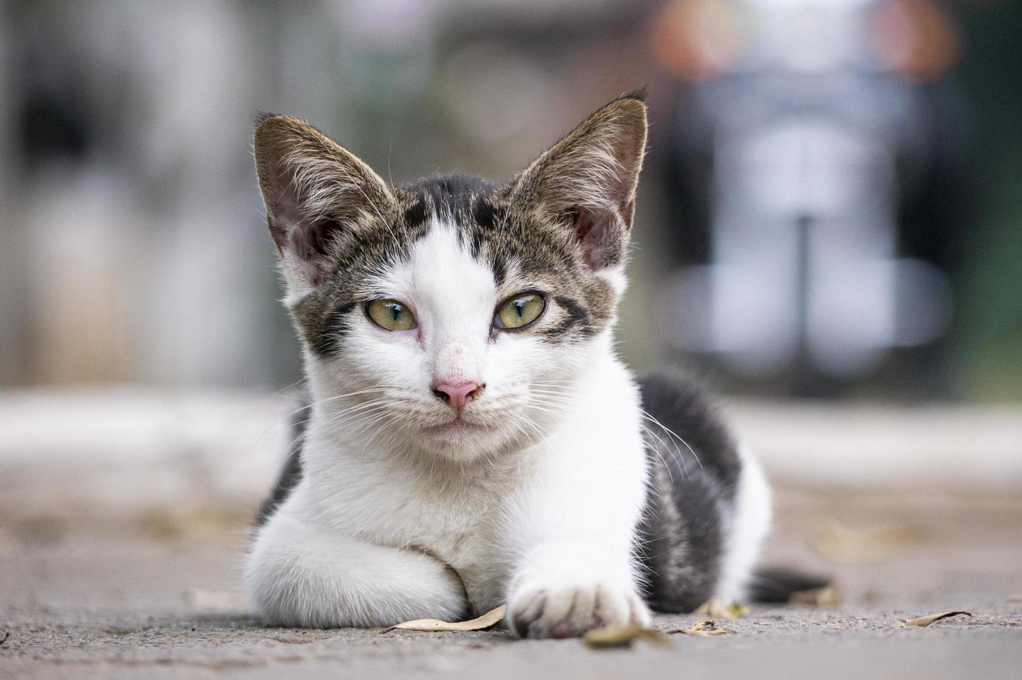 simpatico gatto bianco e grigio foto