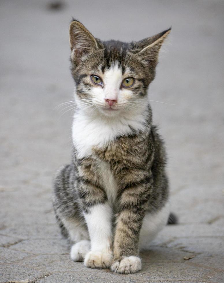 simpatico gatto bianco e grigio foto