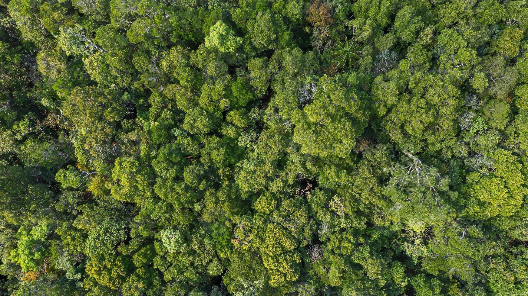 verdeggiante foresta pluviale baldacchino a partire dal sopra foto