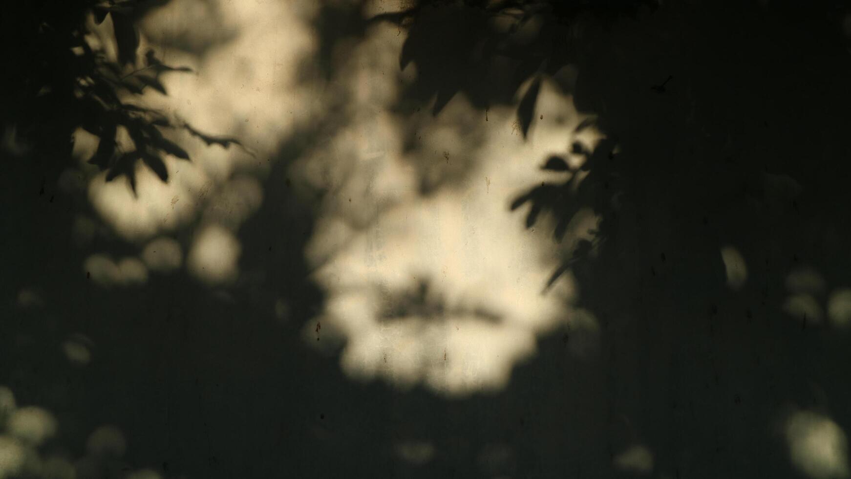 pianta astratta e foglie ombra sfondo sfocato foto