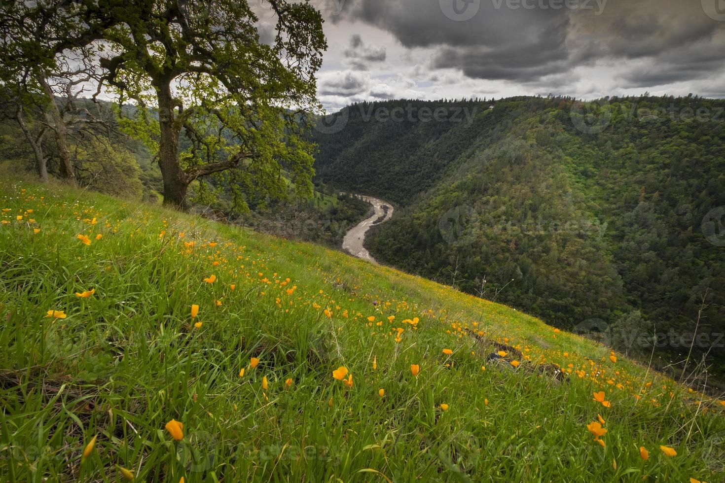 campo di papaveri in un giorno di tempesta foto