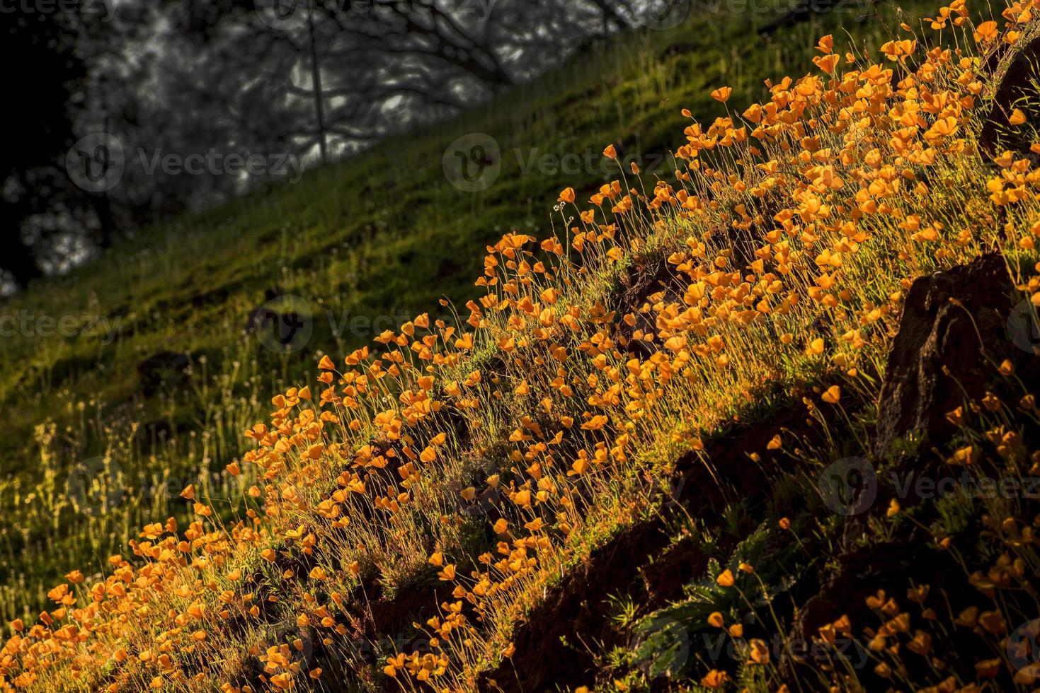 papaveri californiani in primavera foto