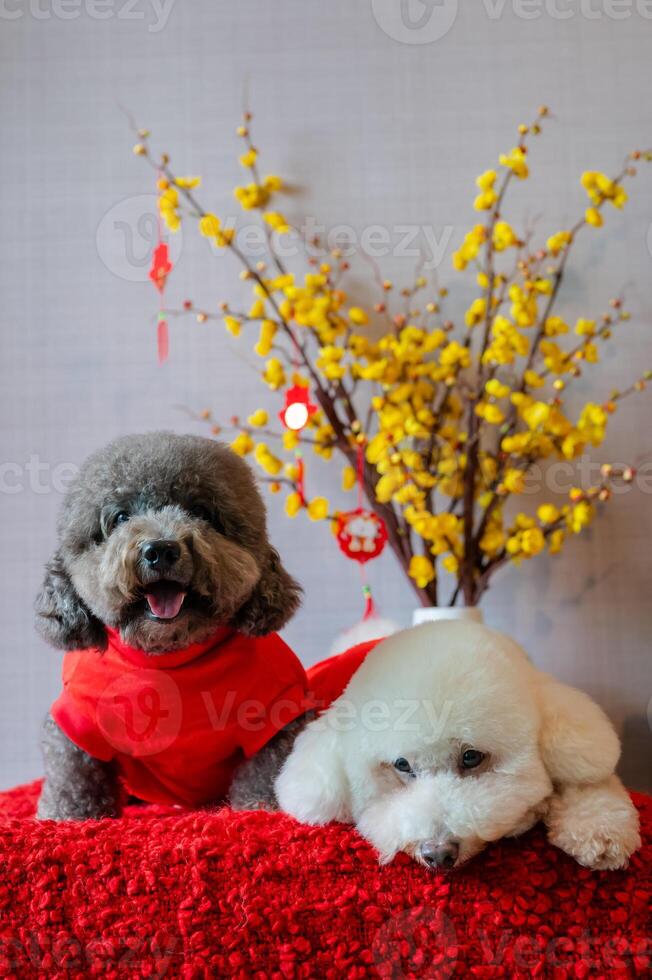 adorabile barboncino cani indossare Cinese nuovo anno stoffa con sospeso pendente parola significare benedizione su giallo ciliegia fiorire su rosso stoffa pavimento. foto