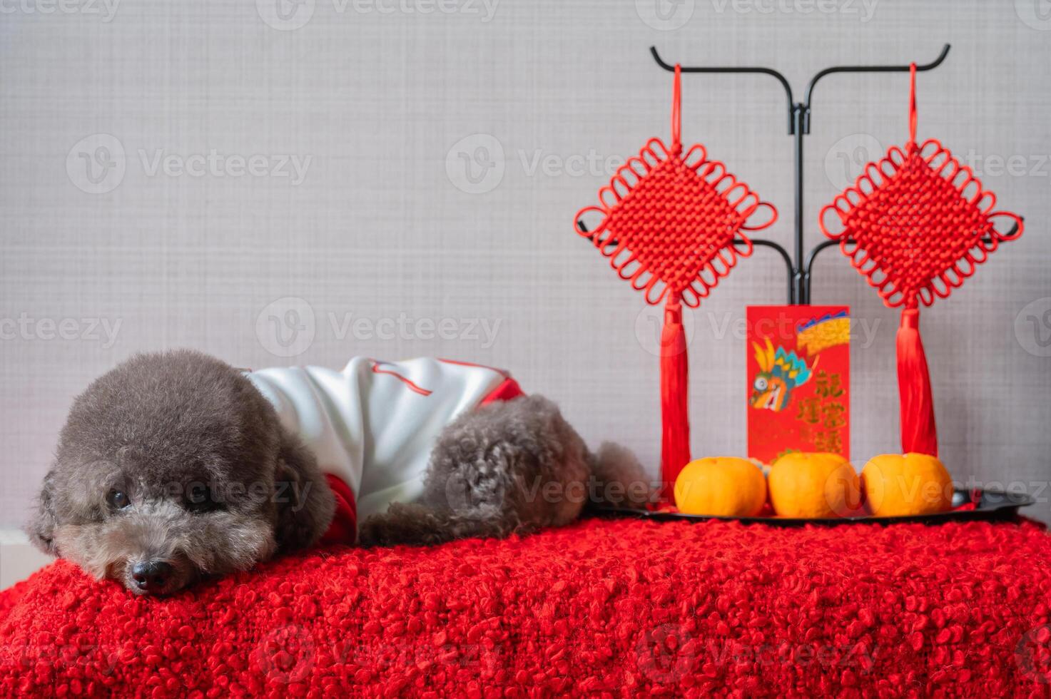 adorabile nero barboncino cane indossare Cinese nuovo anno stoffa con sospeso pendente, rosso Busta o ang pao parole significare Drago e bene fortuna e arance su rosso stoffa pavimento. foto