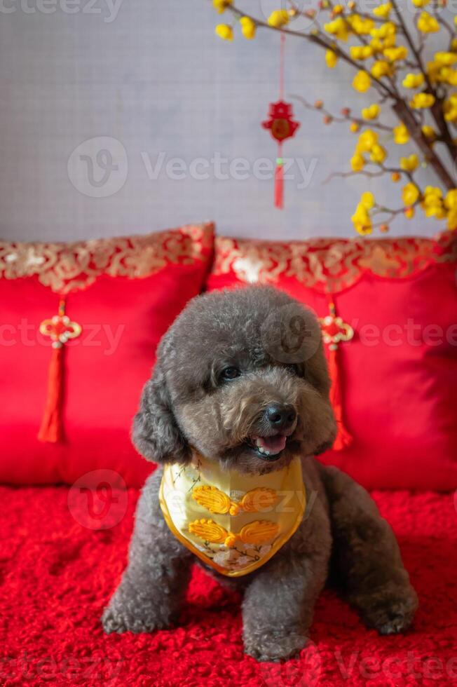 adorabile nero barboncino cane indossare Cinese nuovo anno collare con sospeso pendente parola significare benedizione, giallo ciliegia fiorire e rosso cuscino su rosso stoffa pavimento. foto