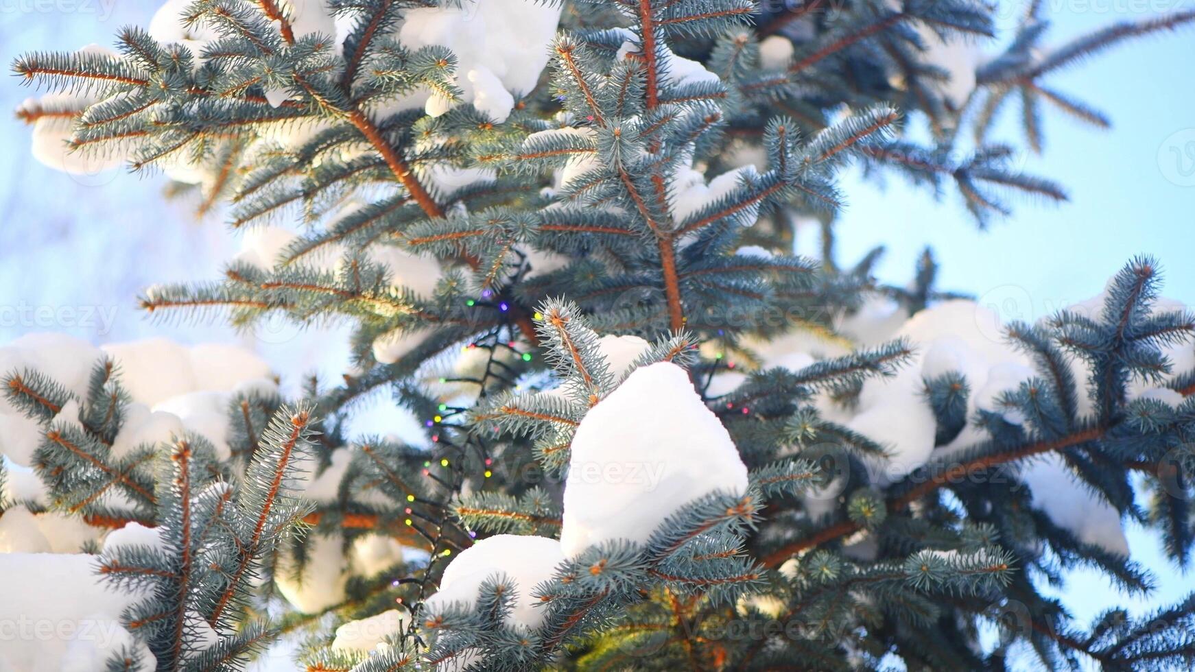 colorato ghirlanda su un' blu abete rosso coperto con neve. foto