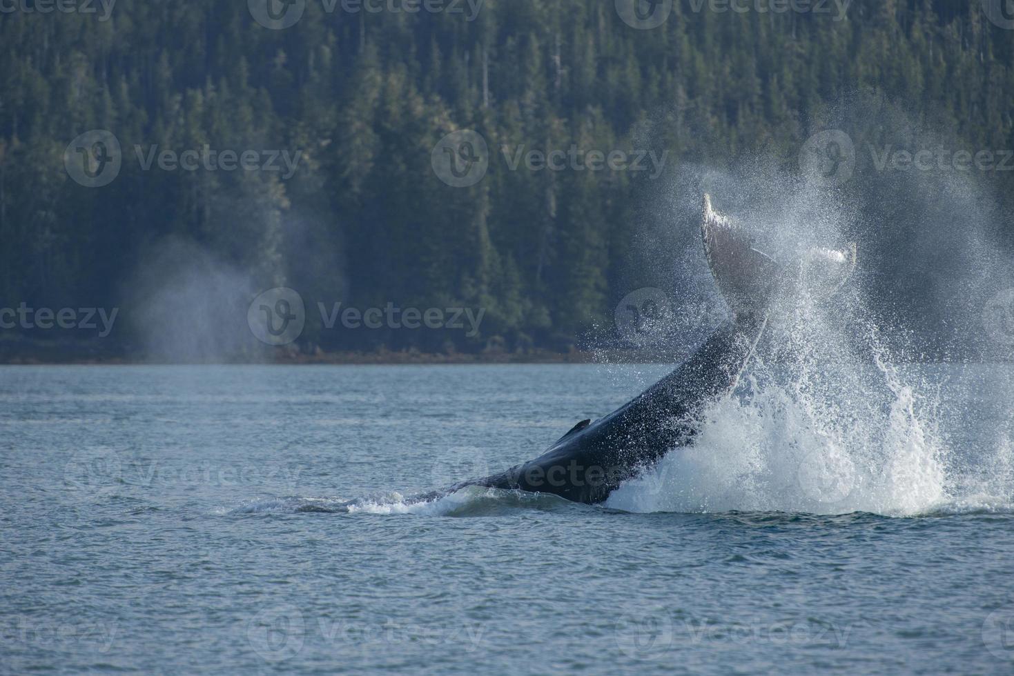 megattera lobtailing, braccio portage, alaska foto