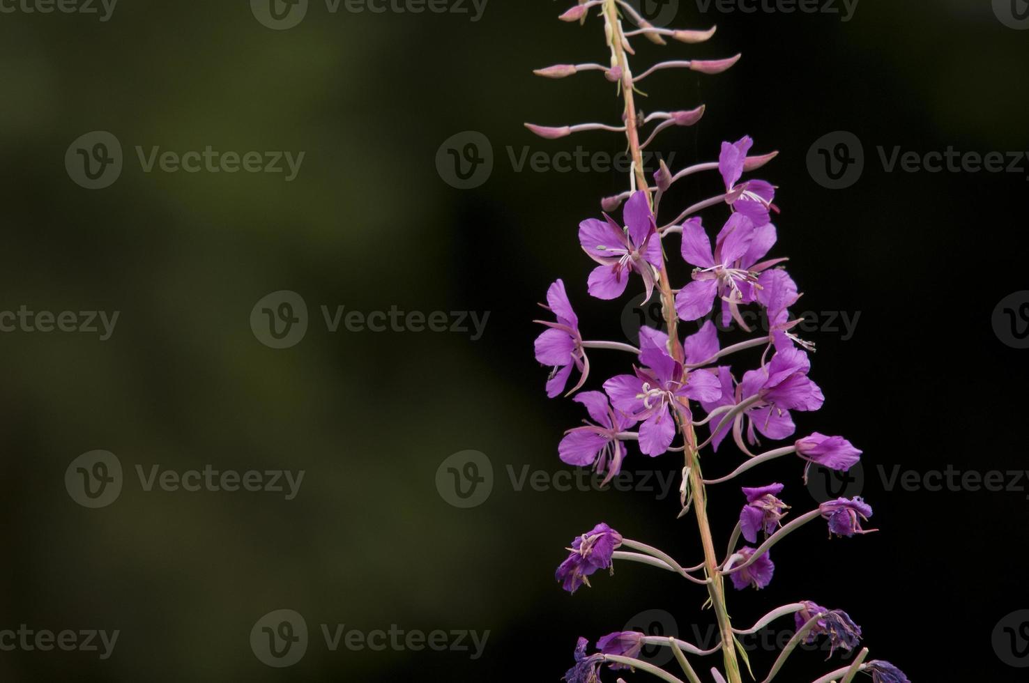 fireweed e sfondo scuro foto