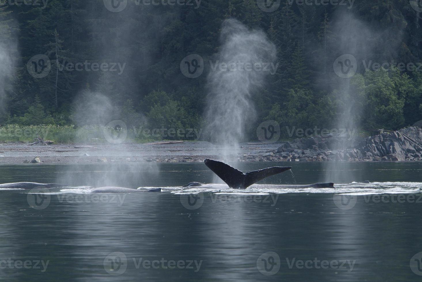 le balene suonano e soffiano nello stretto ghiacciato, alaska foto