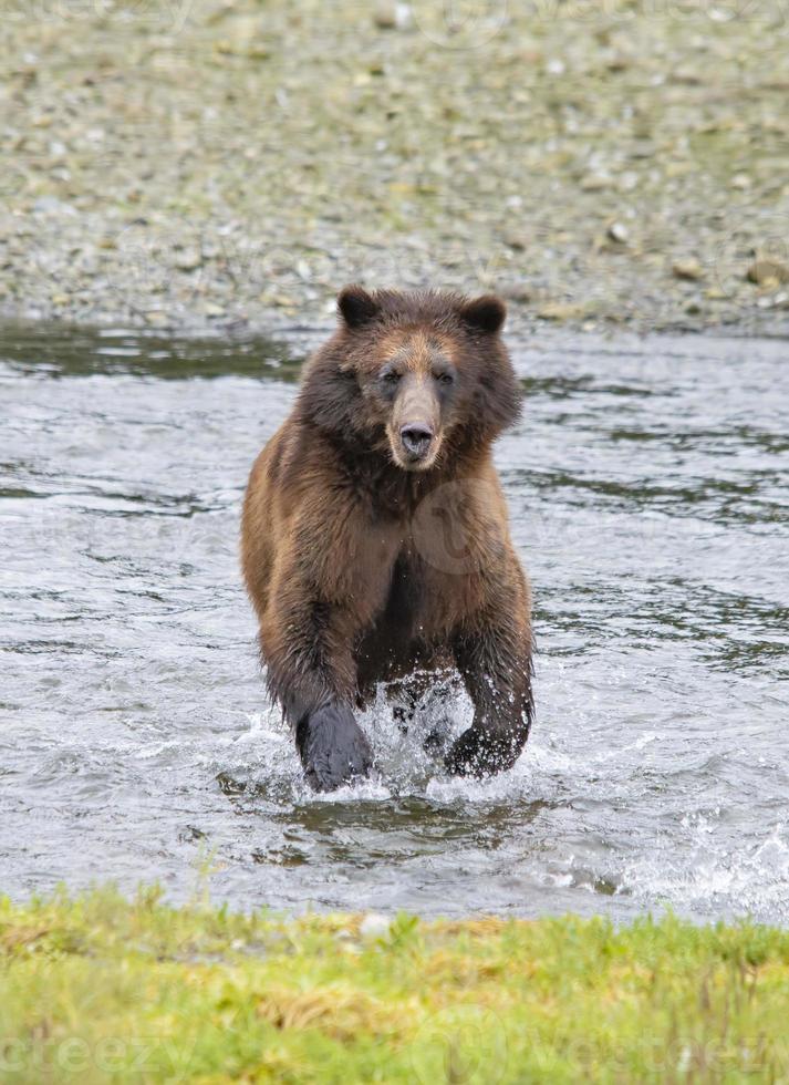 carica l'orso bruno al pack Creek foto