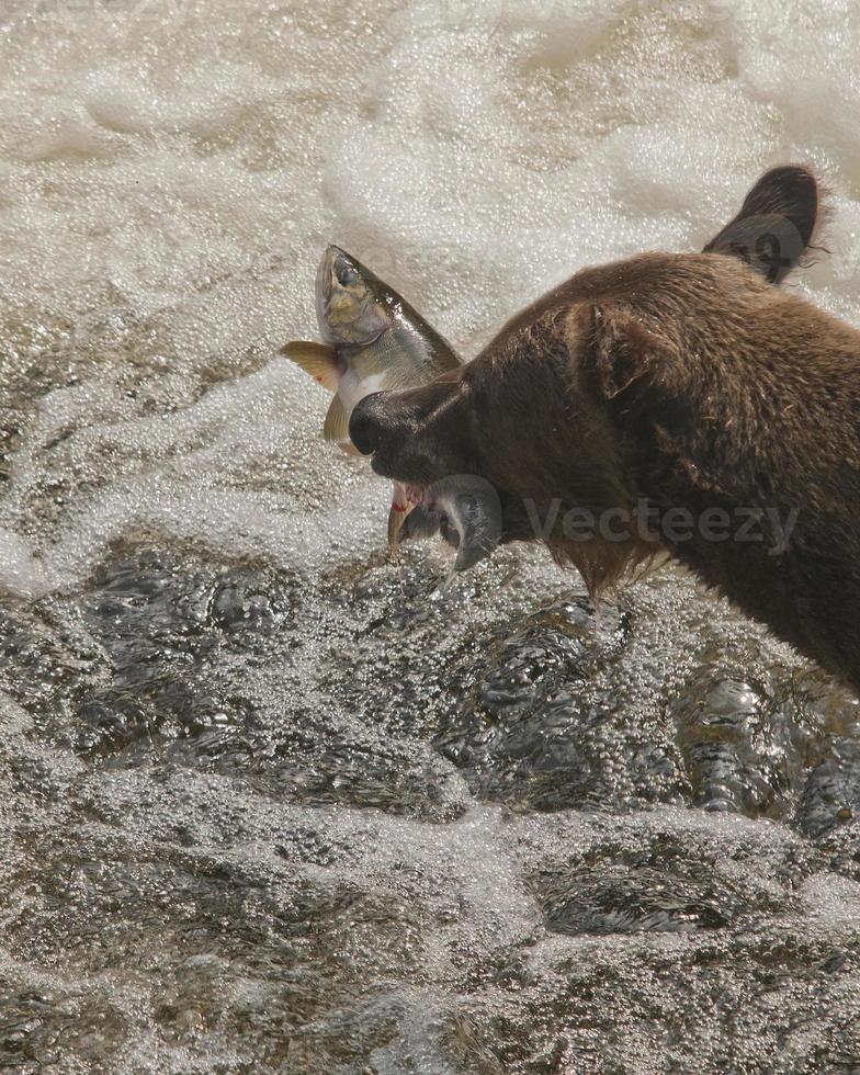 orso bruno e salmone rosa ad anan Creek foto