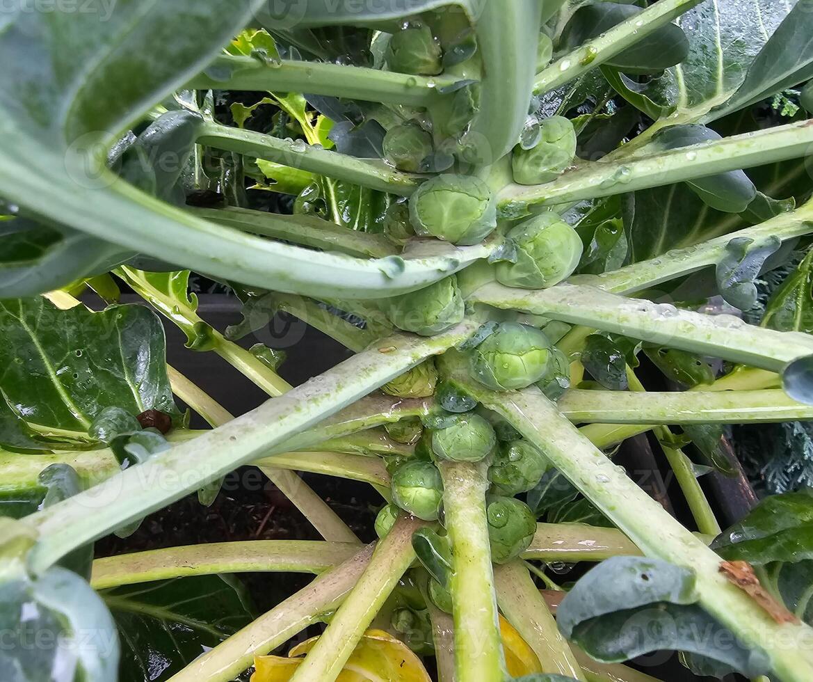 fresco verde Bruxelles germogli brassica oleracea a partire dal nostro proprio giardino foto