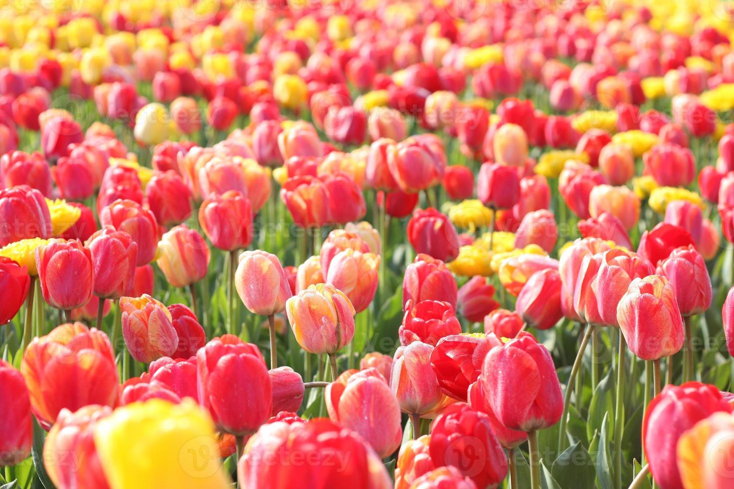 tulipani in arboreto foto