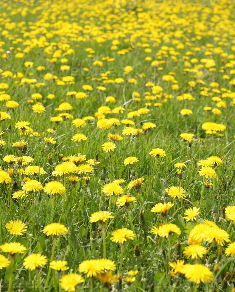 campo di tarassaco in primavera foto