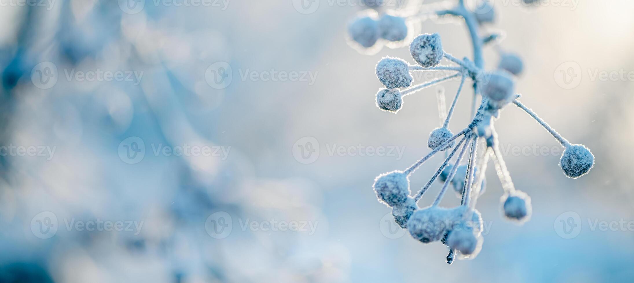 naturale inverno sfondo. congelato rami e foglie, tutti coperto nel neve foto