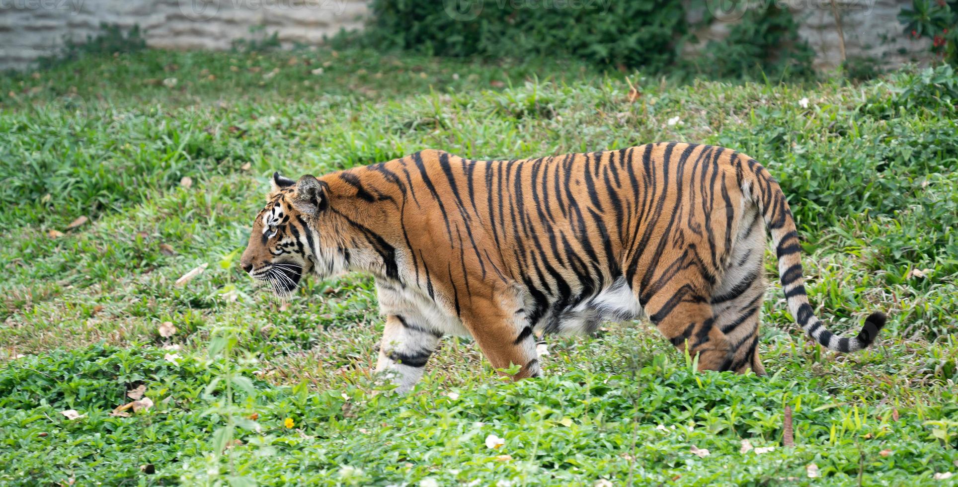 tigre del Bengala allo zoo foto