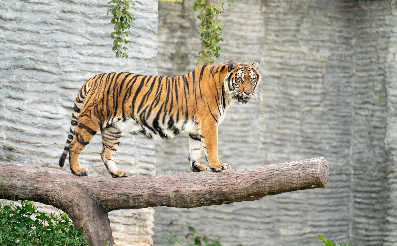 tigre del Bengala allo zoo foto