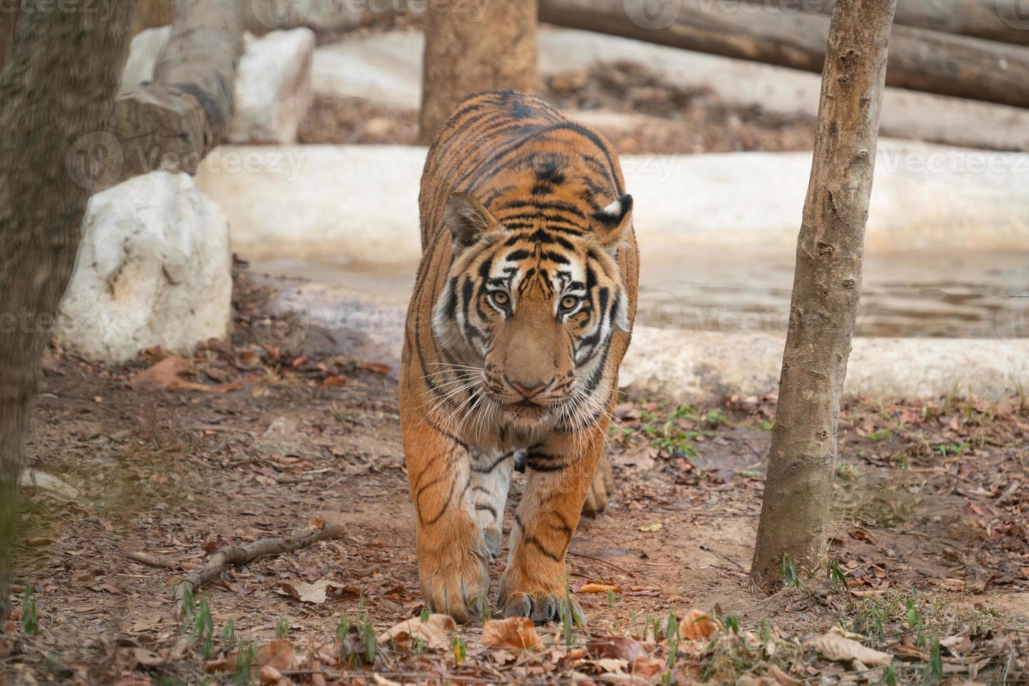 tigre del Bengala allo zoo foto