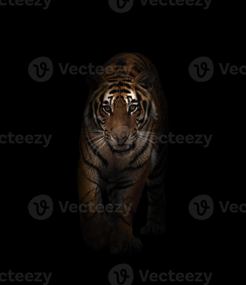 tigre del Bengala nel buio foto