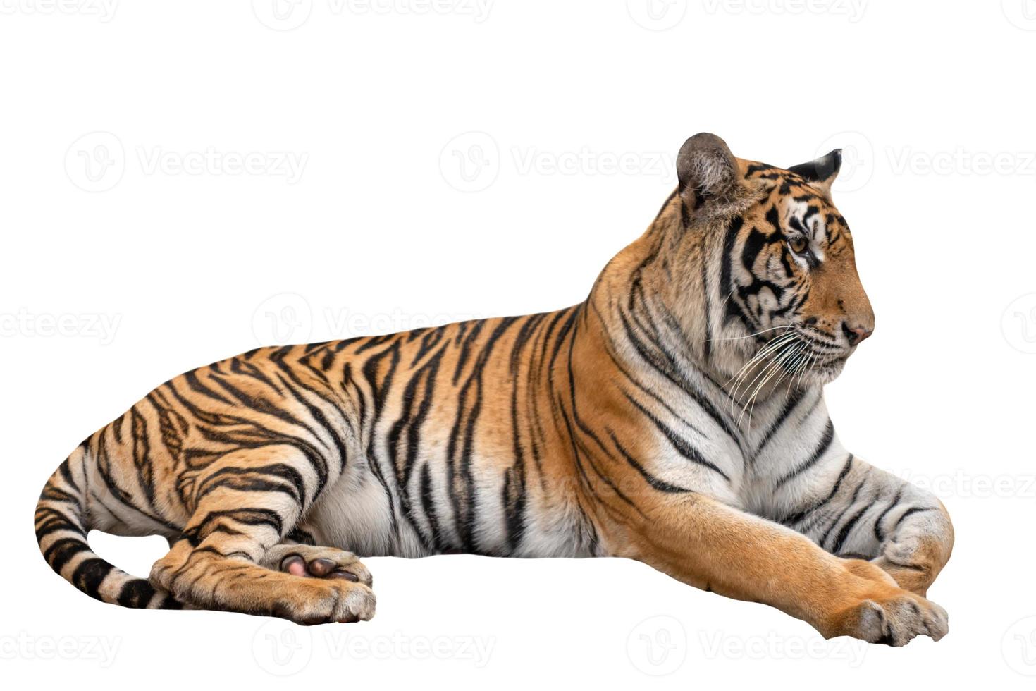 tigre del Bengala femmina sdraiata isolata foto