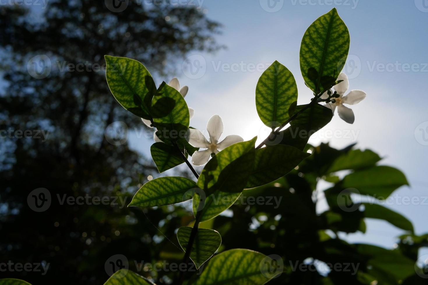 sole mattutino con fiori bianchi foto