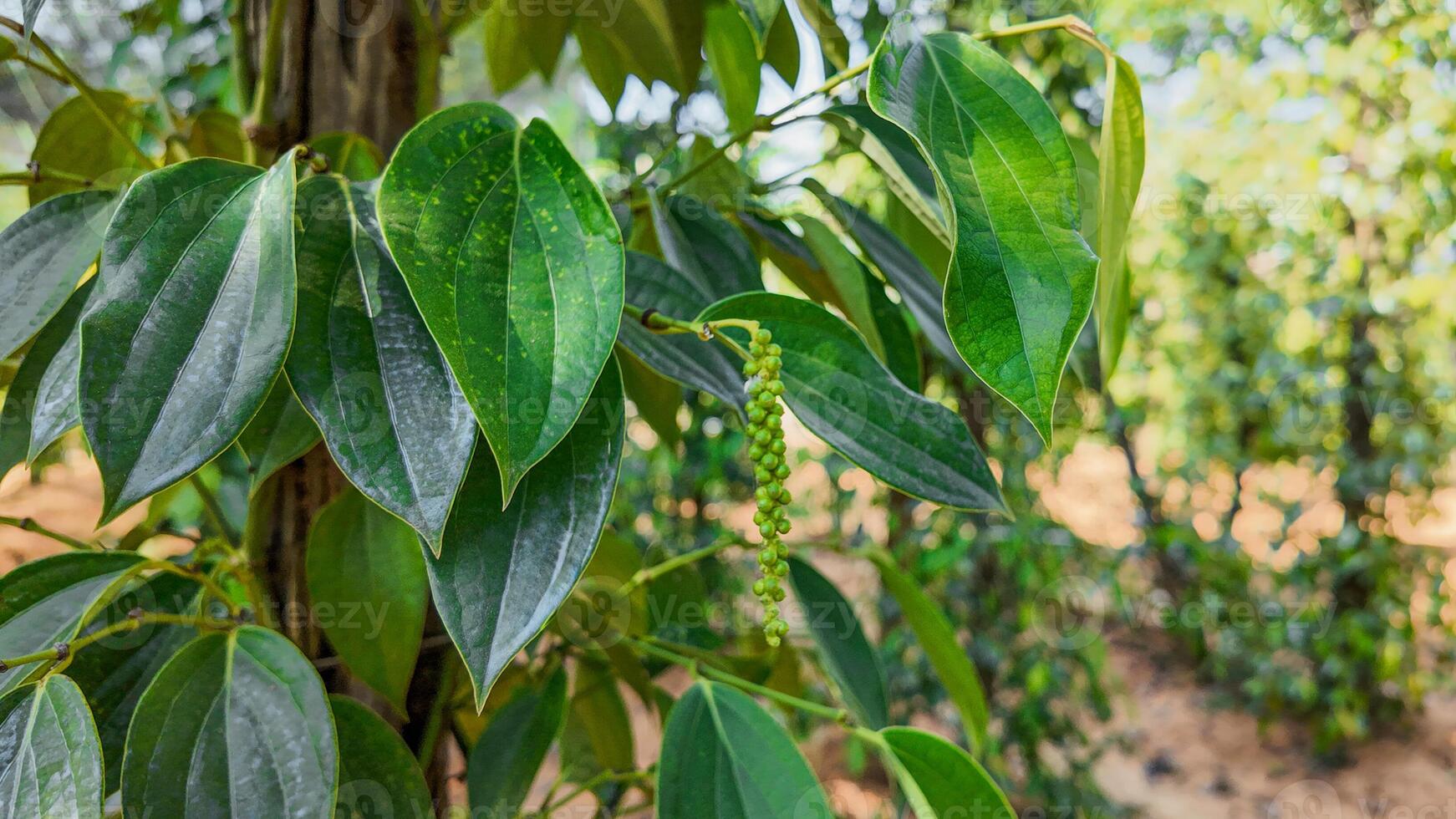 verde grani di pepe su vite nel natura foto